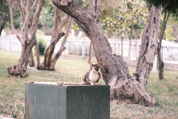 cat